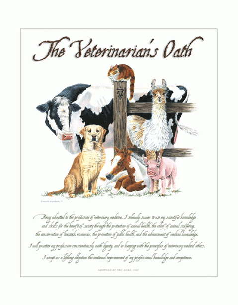 Cow Alpaca Veterinarian’s Oath Print 24″x30″