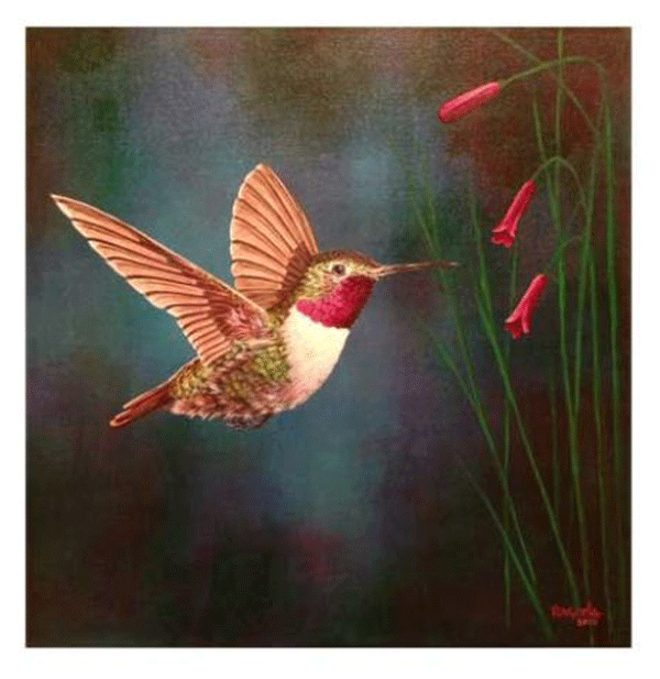 El Colibrí Oil on Canvas Giclee 18" x 18"